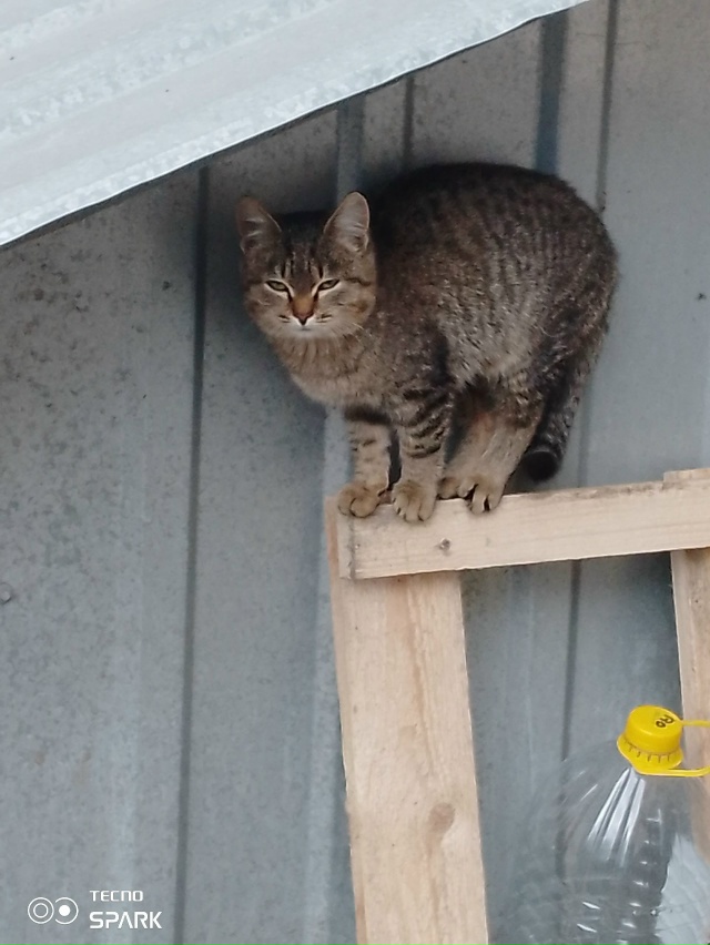 Сидит за каратом на выезде. Может кто потерял🥺
