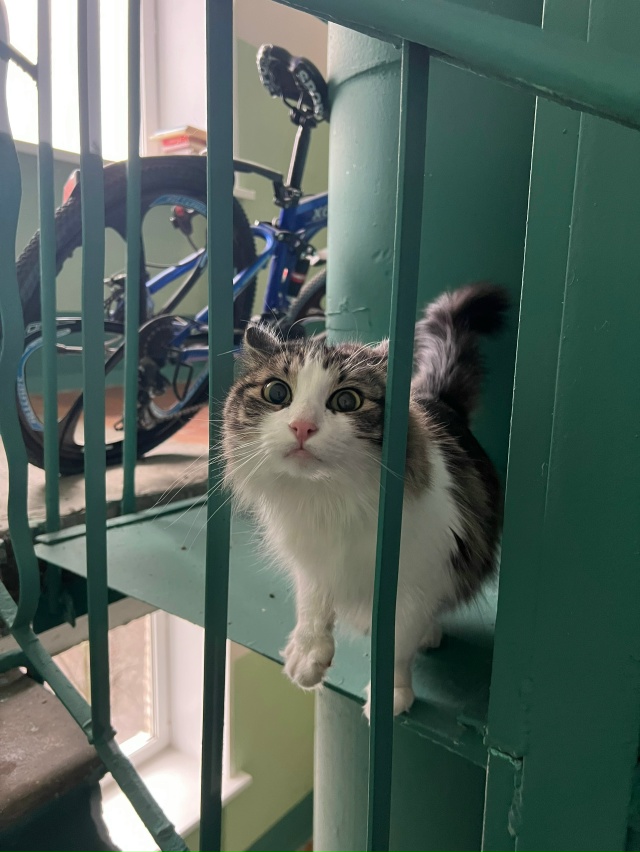 Молодежный проезд 5. На верхних этажах (6-8) бегает кот. В?...