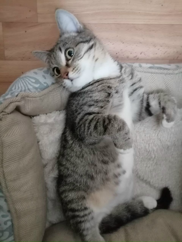 🐈‼️Срочно ищут 🏠 котята‼️🐈
Примите пожалуйста в ?...