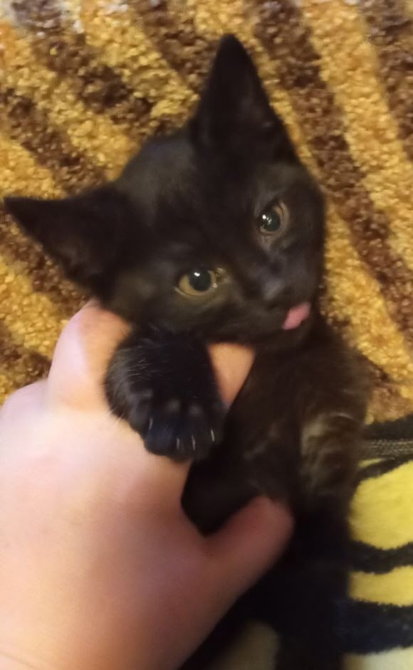 Обнаружили в гараже кошек.Их много.Взяли пока из больш?...