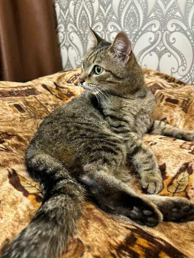 Нашли кошку на Ушакова, у дома по адресу Калинина 68, воз...