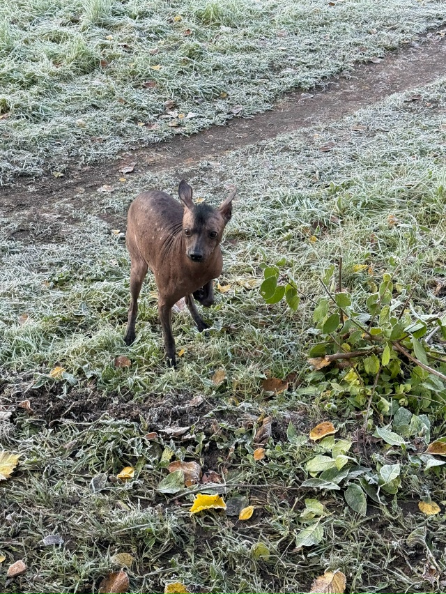 Кто потерял? (Мальчик) Бегает на советской около 7 школы...