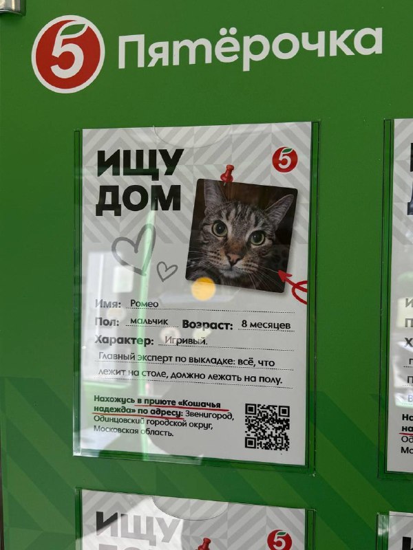 Кошечки из приюта появились в Пятёрочке 🥹 Точнее, их анкеты — ребята из Пятёрочки навещали приют, г