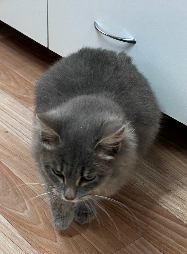 Пришла кошечка-малышка к нам на дачу🐈 Очень нежная и л...