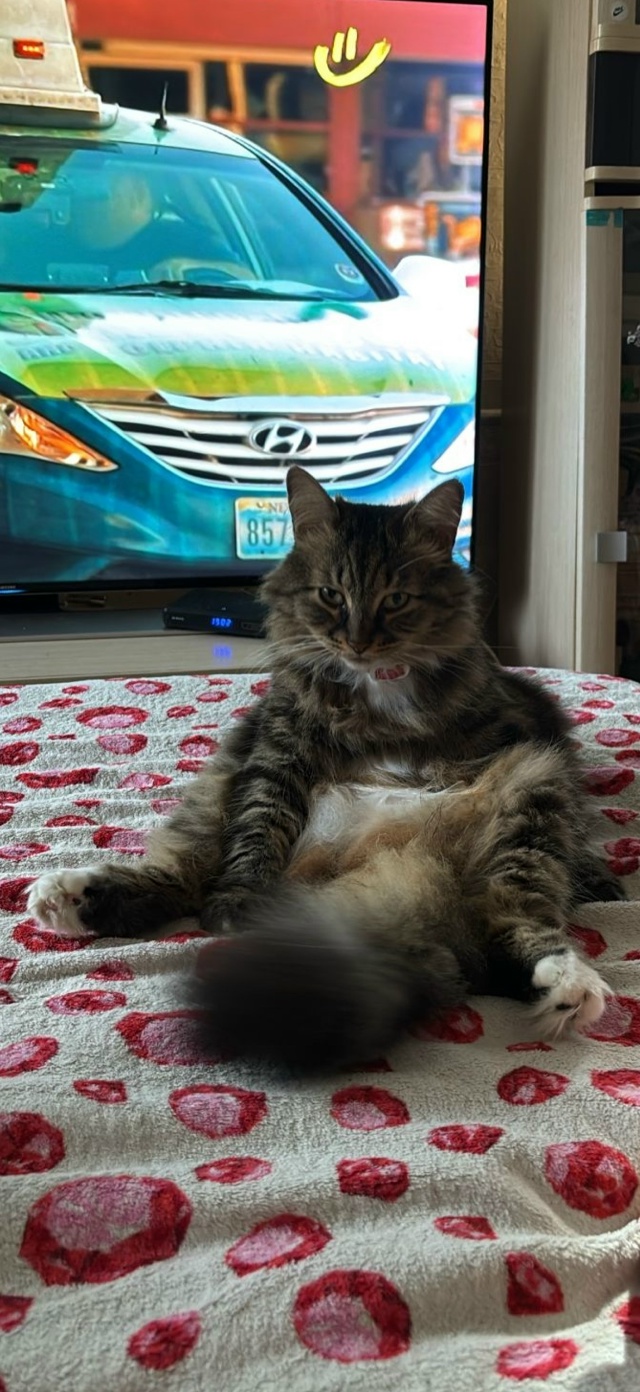 Здравствуйте,вчера в приблизительно в 7 утра на улице к...