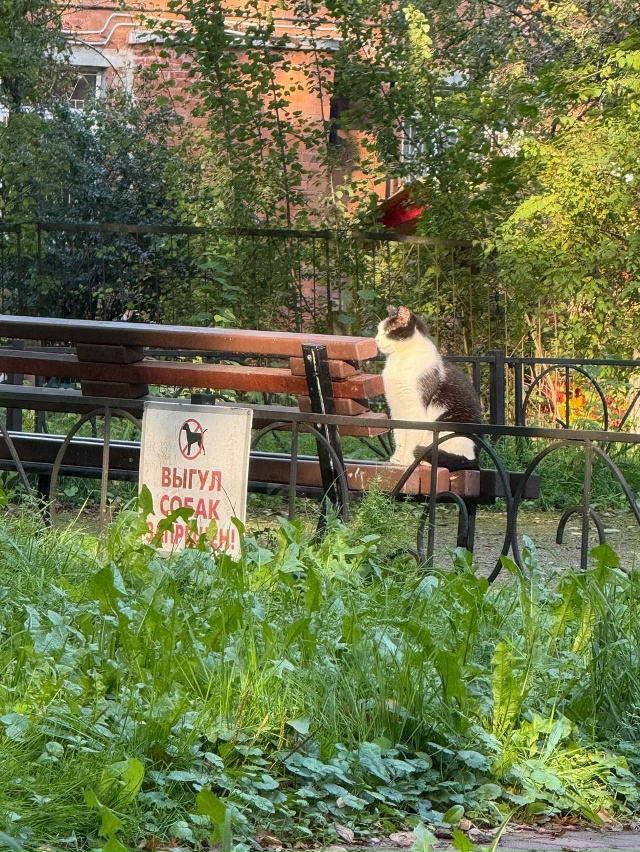 ? Где-то в Питерском дворе кот запретил выгул собак.