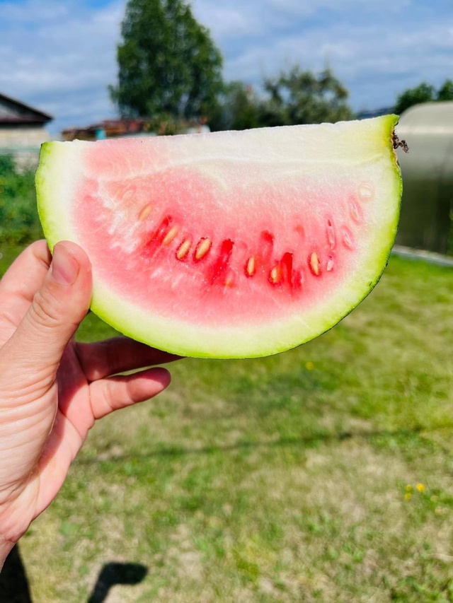 🍉 Пермяки показали первый в этом сезоне арбуз, которы?...