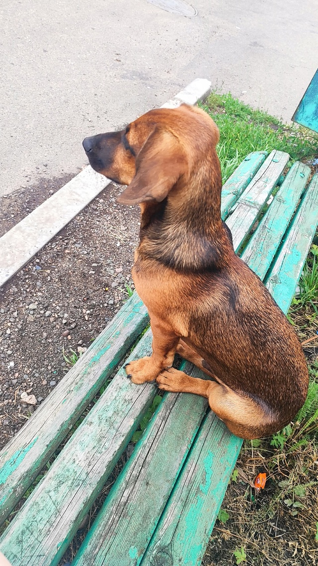 Здравствуйте! Чей пёсик? Чуть под машины не попал !
зво?...