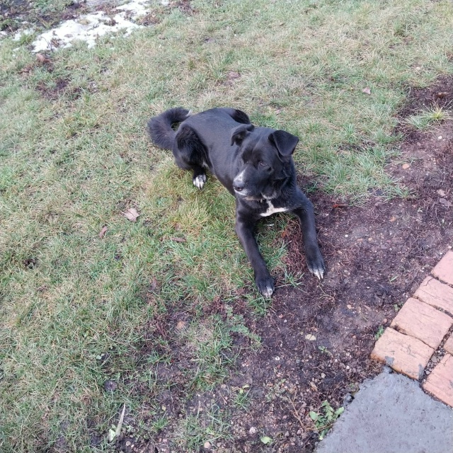 Потерялась собака помогите найти девочка средних разм...