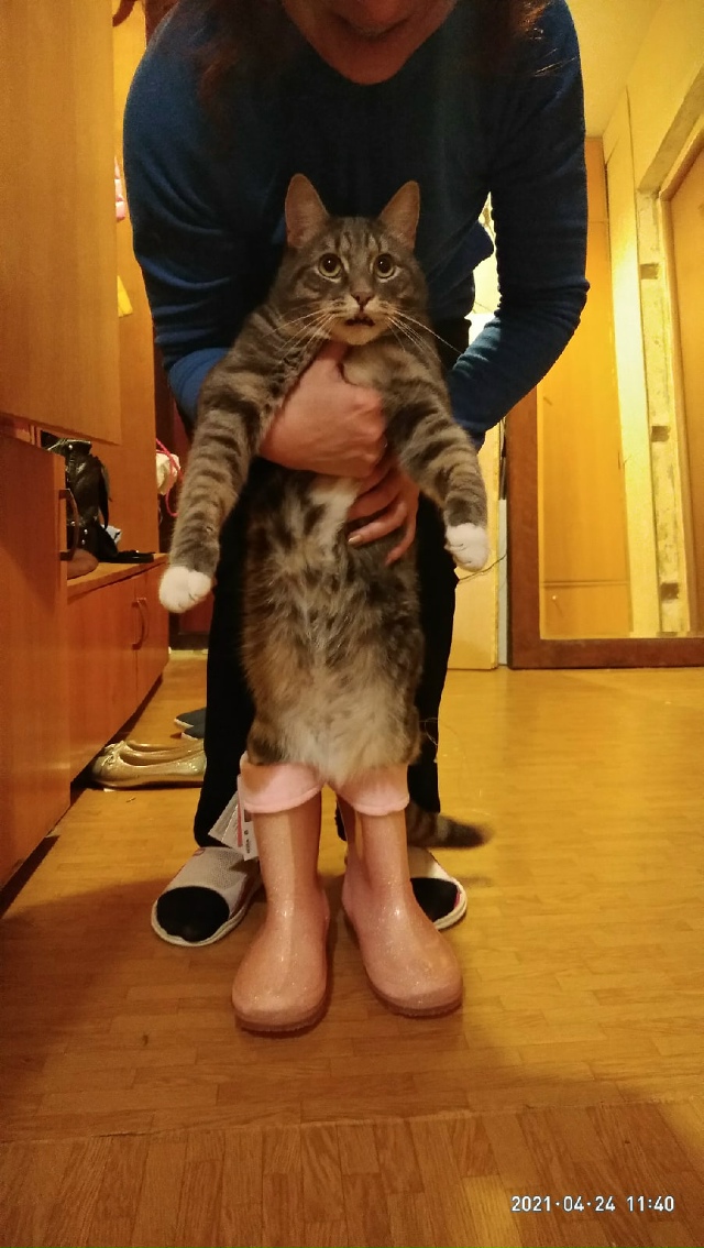 Кот в сапогах.