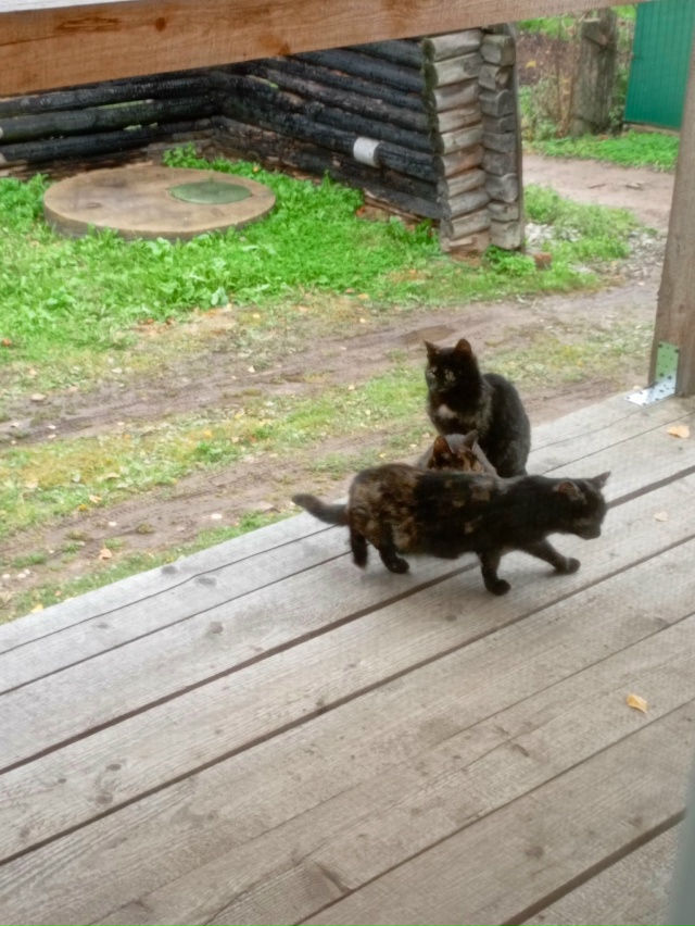 Чьи котята? Ул.Интернациональная, 29