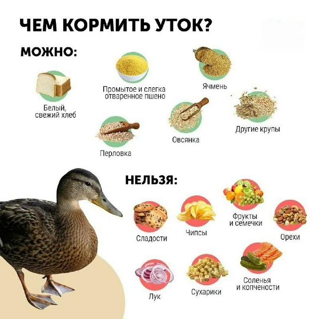 Обратите внимание на памятку чем можно и нельзя кормит...