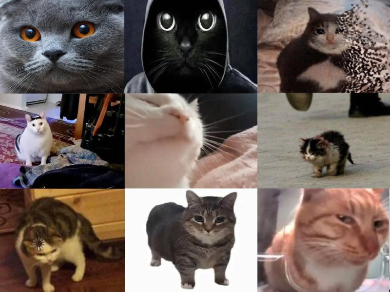 Немного хороших и милых новостей, сегодня отмечается международный день котеек.
Поздравь своего пу