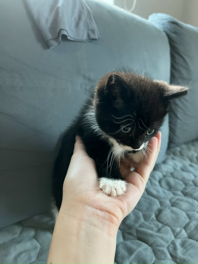 Отдадим котенка в добрые руки,к лотку приучен.