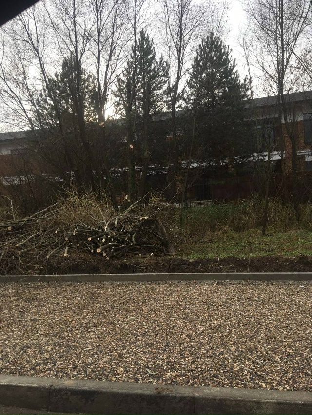 Подписчики недовольны спилом деревьев на Фрунзе: