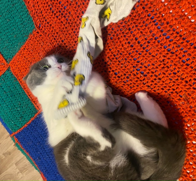 Жмыхнуло.
Любит Мурёна носки мужа.
#мурёнакошечка