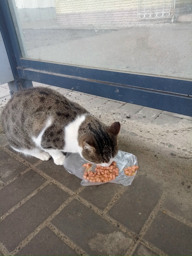 На остановке 1мкр сидит котик, видно что домашний. Чья п...