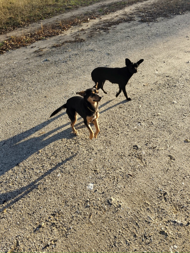 Чьи потеряшки у нас на Гагарина звони 89534530360 или кто то ...
