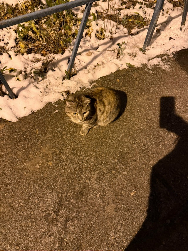 Может кто- то узнает , кот или кошка, вислоухий , бродит ?...