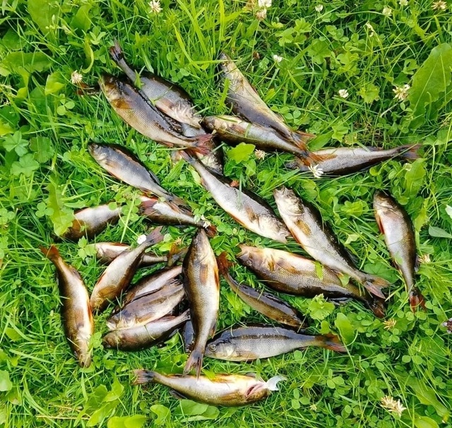 ? День рыбака удался! ?
р. Шоноша, Вельский р-н, Архан...