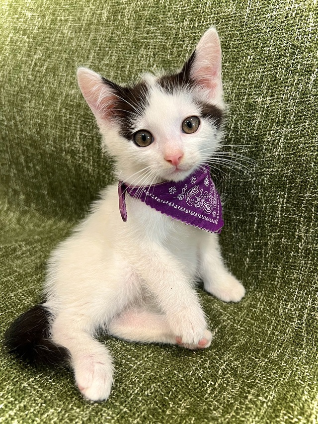 Котёнок мальчик 1,5 месяца ищет дом😌
Приучен к лотку, о?...