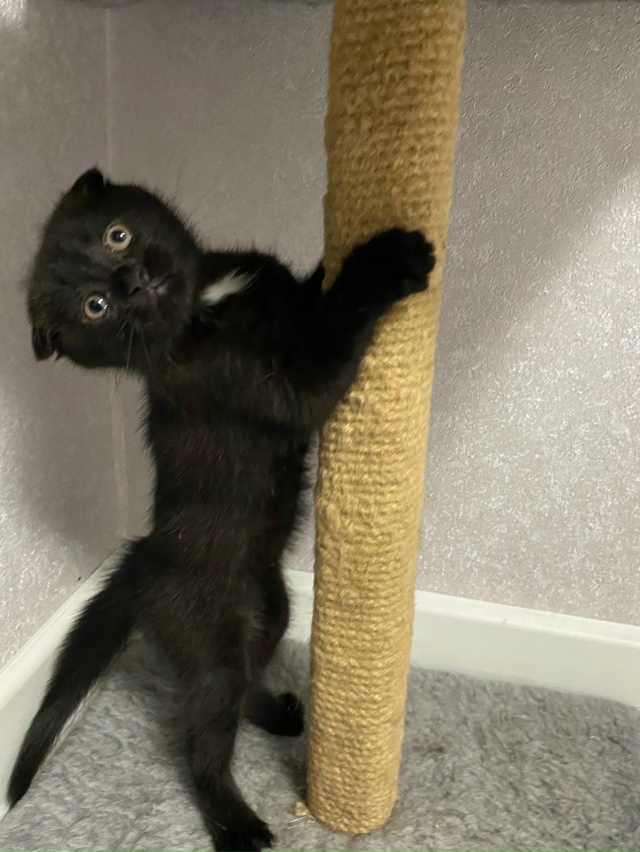 Отдам в добрые и любящие руки котенка.
Очень активная д...