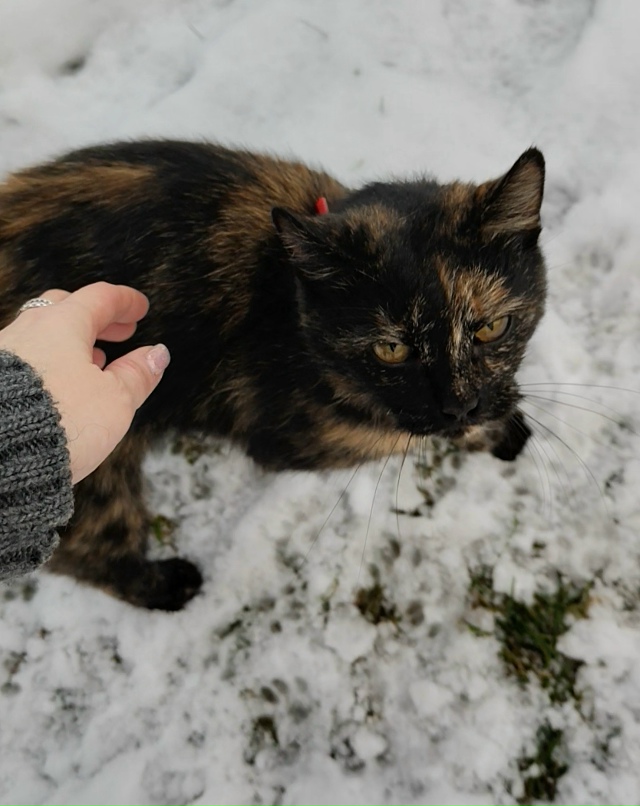 Янино2 , чья кошечка? Прибежала на закрытый участок, отп...