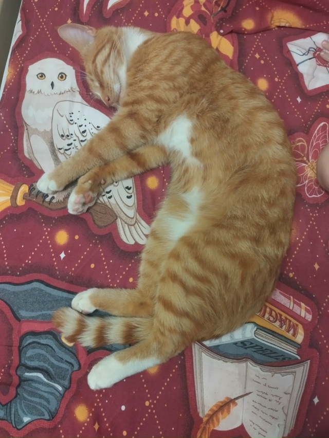 Нашелся кот,домашний и ухоженный.
Если кто узнал своег...