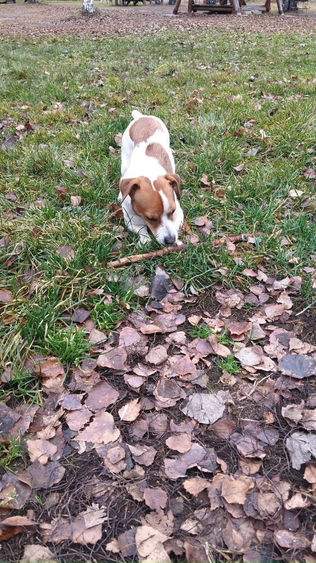 Чья собака?
С 10:00ч бегает по территории Бухты Южной.