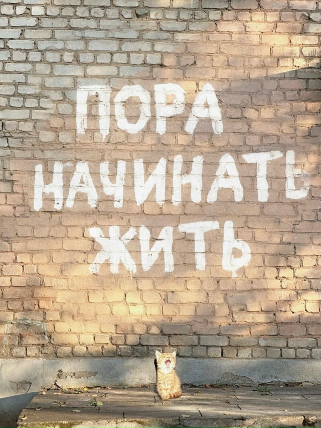 Советы от котиков