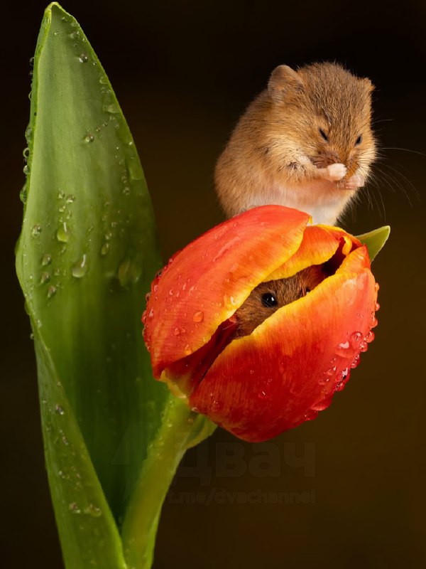 Милота дня: вкатываемся в РАБочую неделю с идеальным антистрессом.
На фото — мыши-малютки, которые