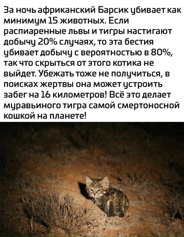 Тигры бывают разные.