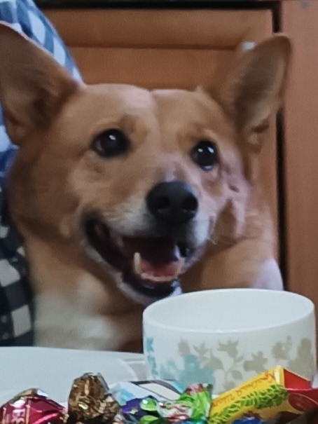 14 сентября 2025 года пропала собака. Могла убежать в Руст...