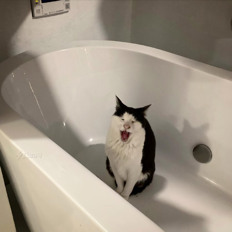 В Японии живёт самый грустный котяра в мире — его зовут Панчо, и ему уже 17 лет