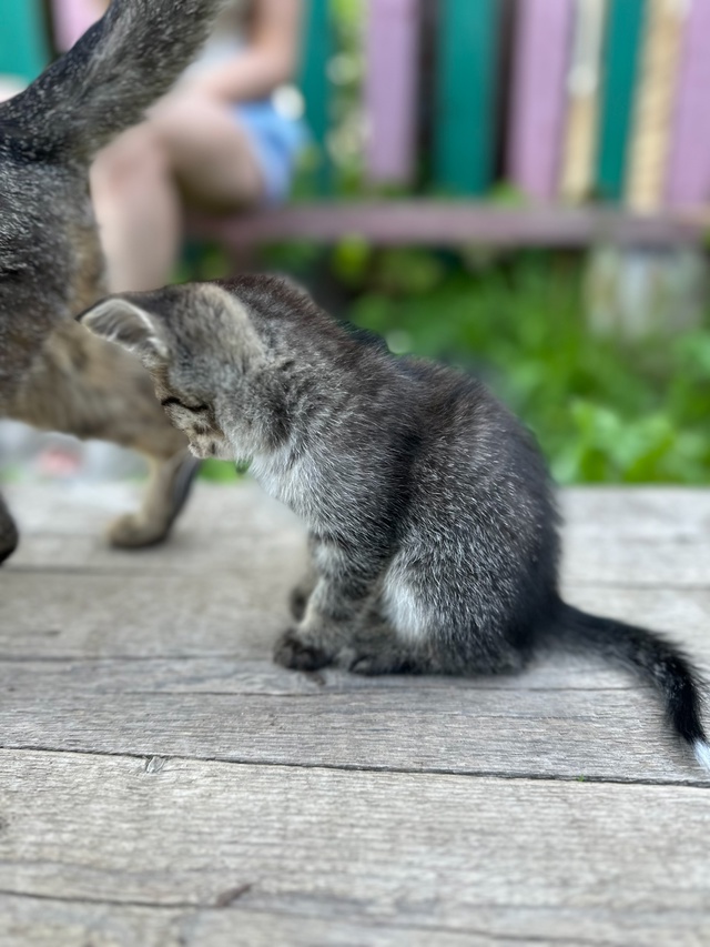 Котята очень ищут свой дом, чужая кошка принесла котят,...