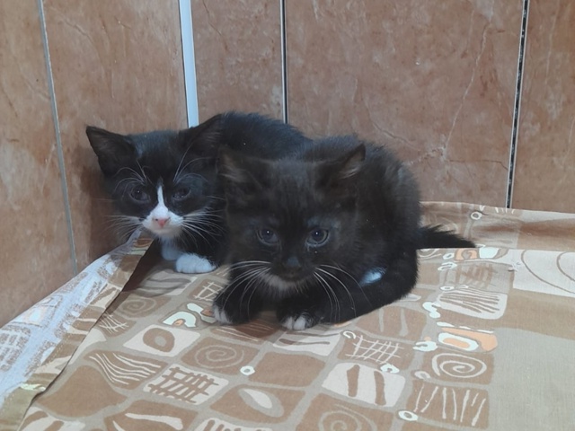 КОТЯТА- девочки ЖДУТ СВОИХ ХОЗЯЕВ❣️
Я чернышка, я малы...