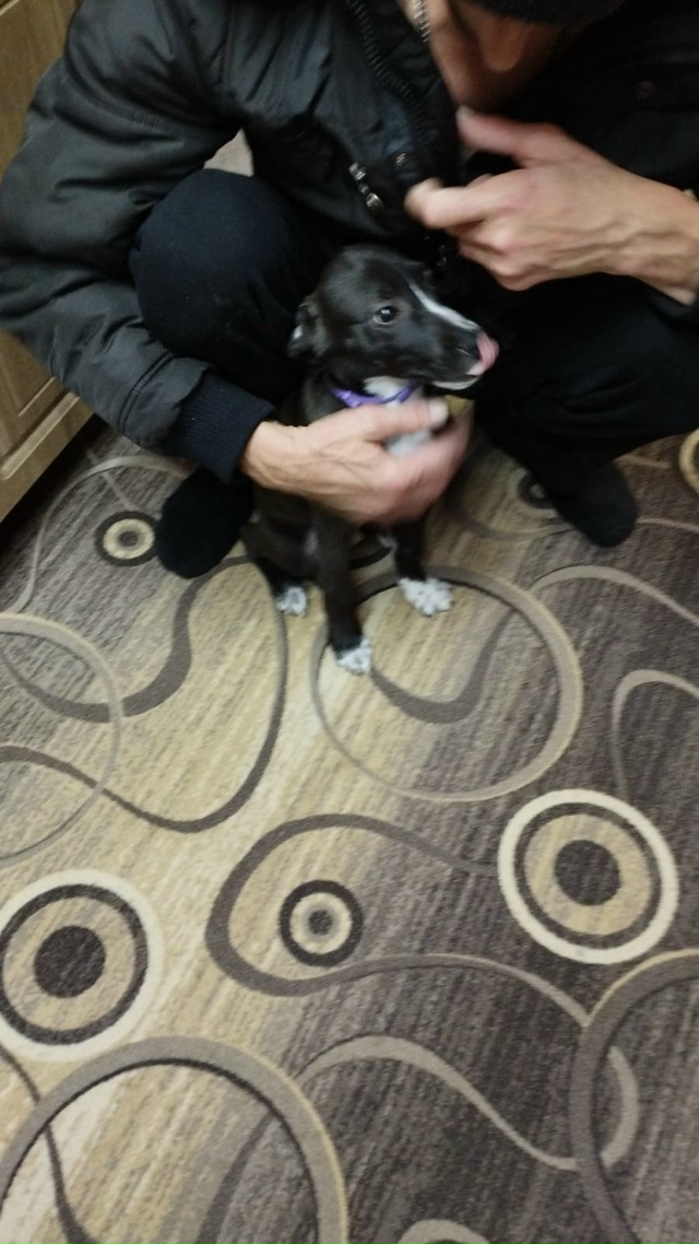 Добрый вечер , в деревне Юрятино , подкинули собаку , ма?...