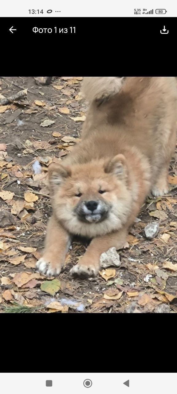 Потерялся щенок!
Сегодня утром видели его бегущего по ?...