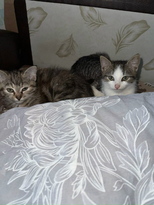 Отдам двух котят
Были взяты из неблагополучной семьи, ...