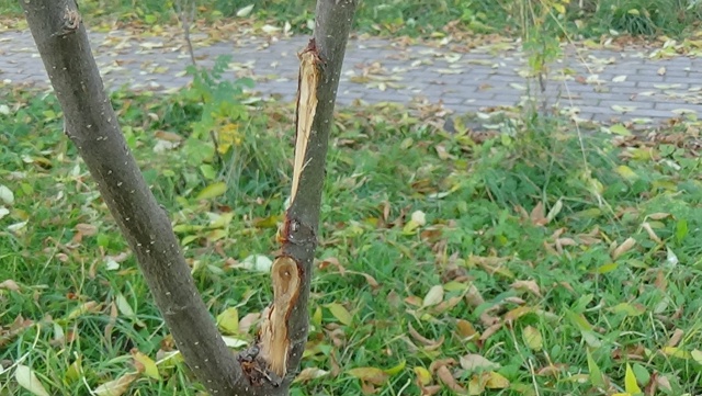 В яблоневом саду на Чайковского вандальные дебилоиды ?...