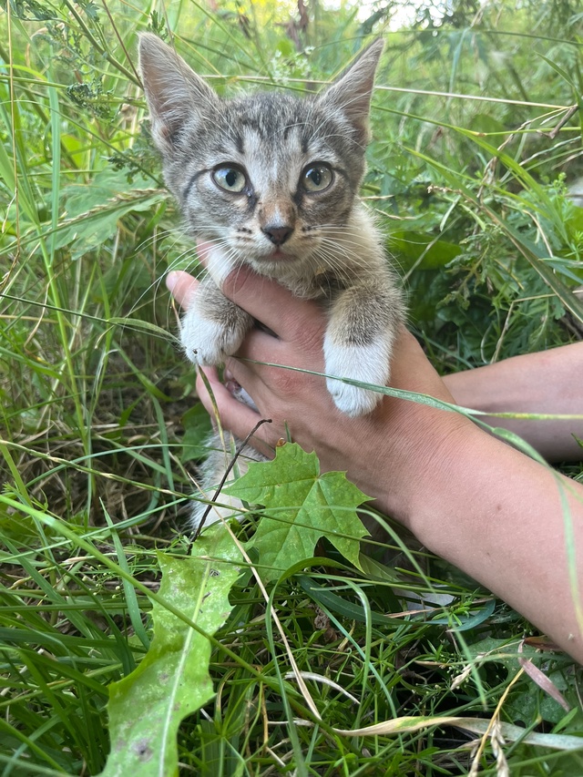 ‼️СРОЧНО‼️
Нашли котенка в кустах.Ищем передержку и...