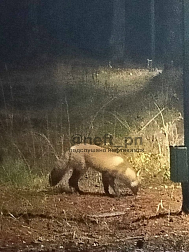Возле Полуденки бегает 🦊
