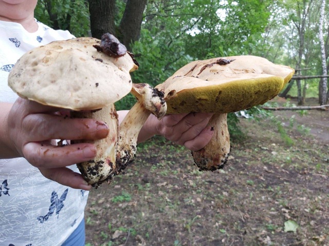 ❗️🍄 В этом году 11 человек отравились грибами, из них ?...