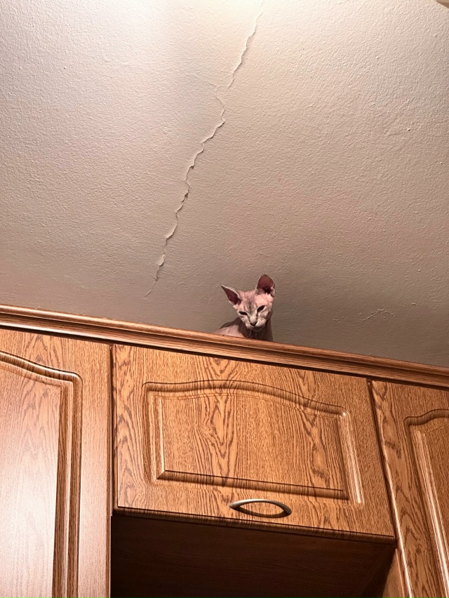 Моя лыси попи Тамара!