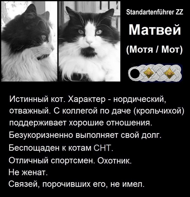 Мот. 8 лет. Восьмой сезон на даче. Рожден кошкой полудич?...
