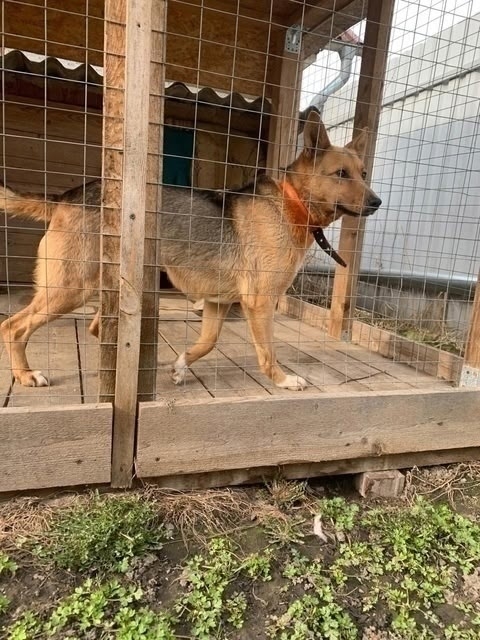 Ищем дом красотке Найде 🐕🐾🏡
Возраст около года, вес?...