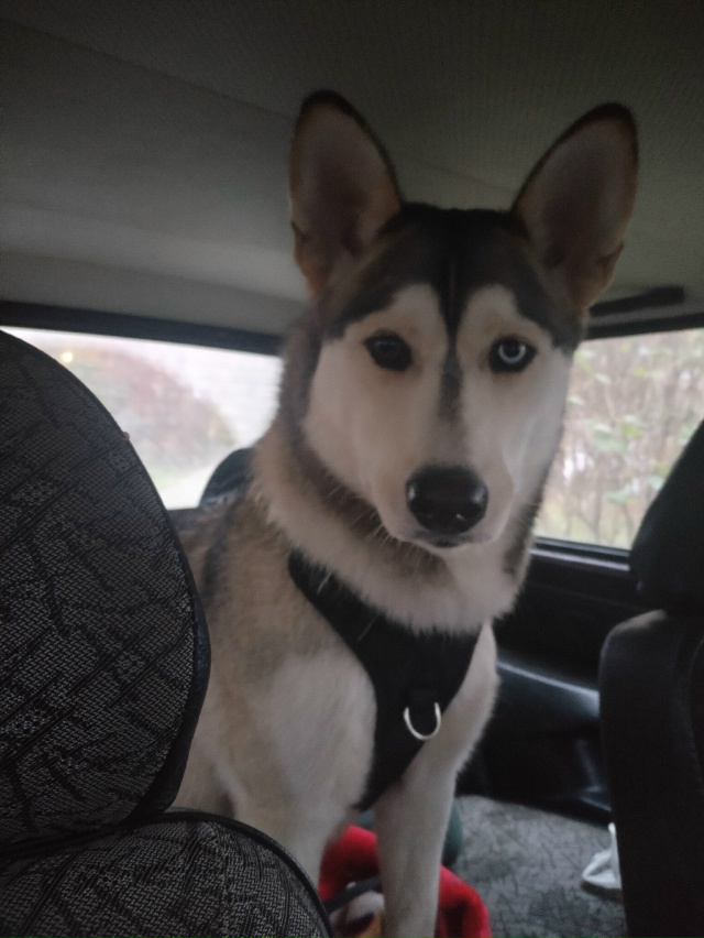 Убежала сабака в Уваровке кто видел отзовитесь вацап 89...