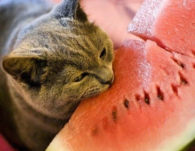 🍉 Врачи предупреждают: ежедневное употребление арбуз...