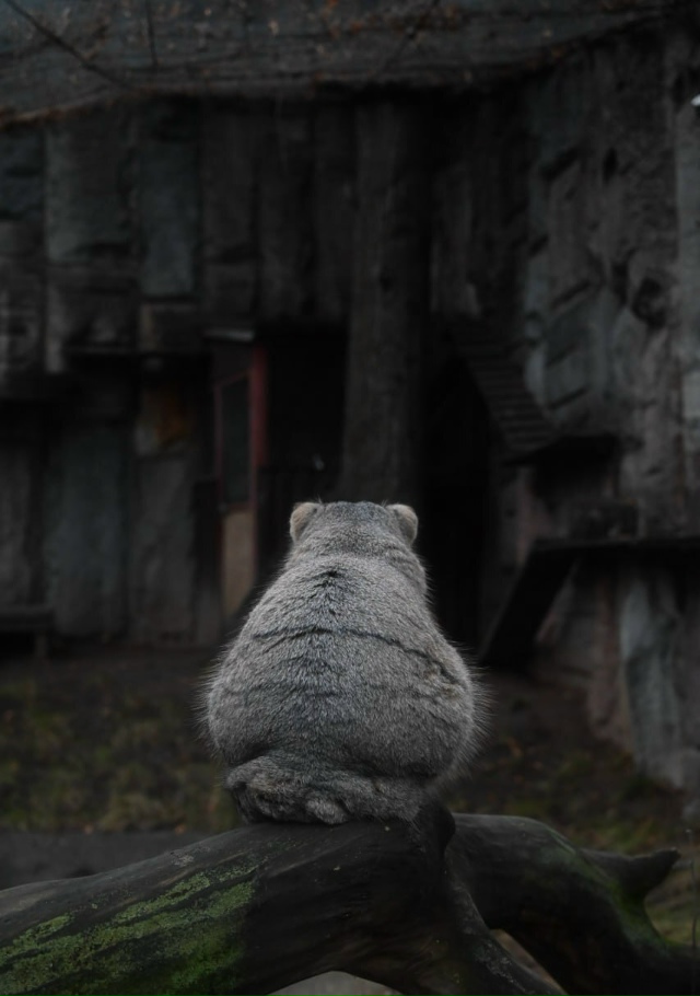 😁 Фото дня: манул Тимофей на жировом запасе медленно п...