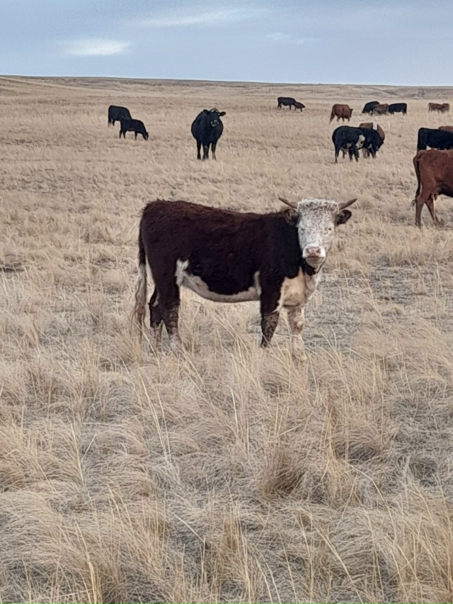 Продам 89325322656